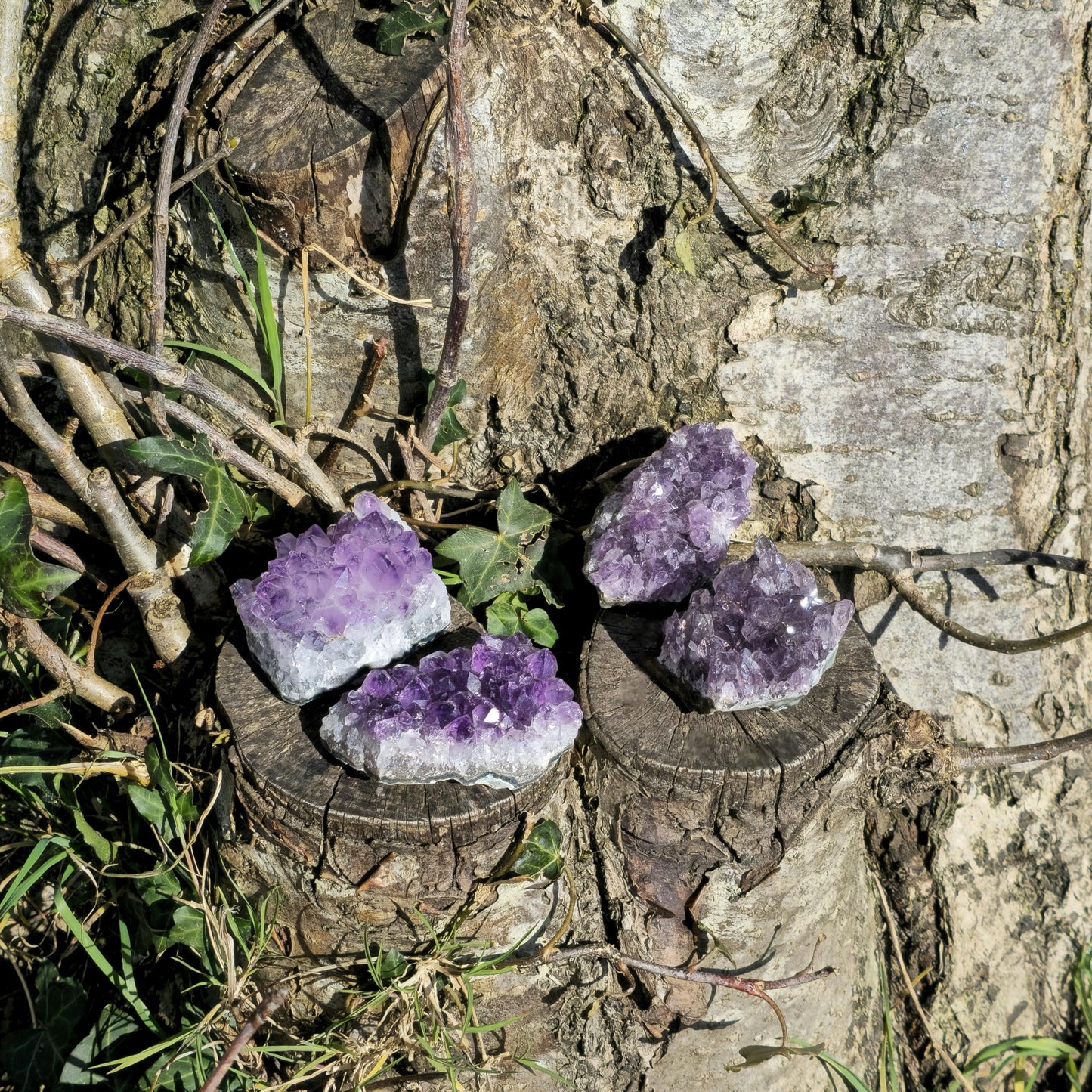 Amethyst Cluster